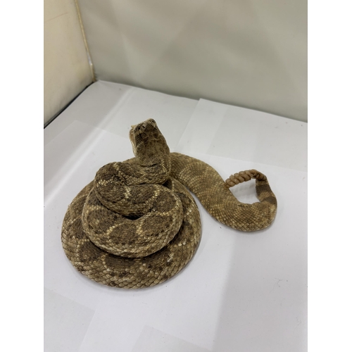 14 - A TAXIDERMY RATTLESNAKE