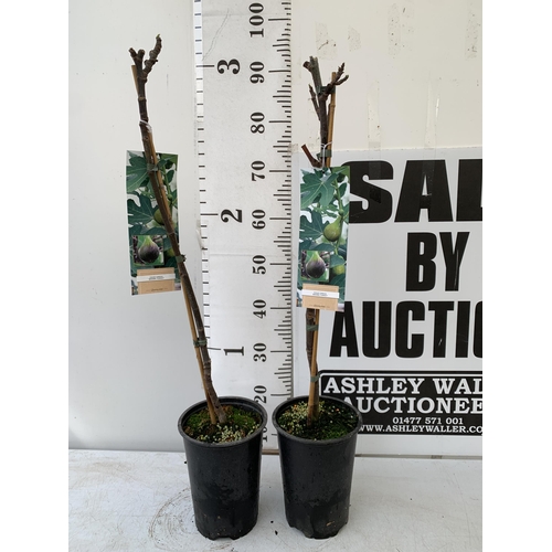 10 - TWO FIG FICUS CARICA 'BROWN TURKEY' SELF POLLINATING. IN 3 LTR POTS. APPROX 90CM IN HEIGHT TO BE SOL... 