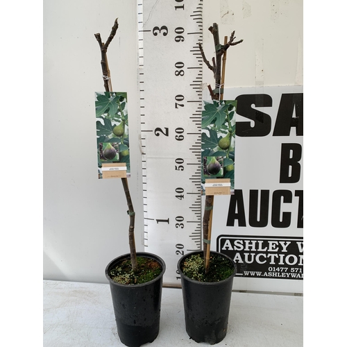 10 - TWO FIG FICUS CARICA 'BROWN TURKEY' SELF POLLINATING. IN 3 LTR POTS. APPROX 90CM IN HEIGHT TO BE SOL... 