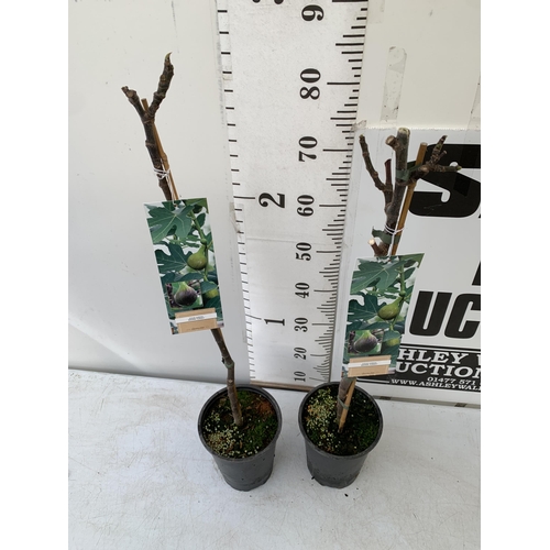 10 - TWO FIG FICUS CARICA 'BROWN TURKEY' SELF POLLINATING. IN 3 LTR POTS. APPROX 90CM IN HEIGHT TO BE SOL... 