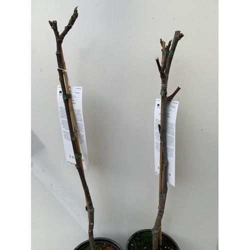 10 - TWO FIG FICUS CARICA 'BROWN TURKEY' SELF POLLINATING. IN 3 LTR POTS. APPROX 90CM IN HEIGHT TO BE SOL... 