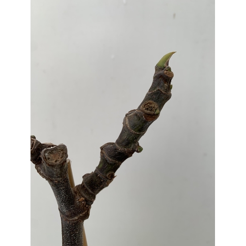 10 - TWO FIG FICUS CARICA 'BROWN TURKEY' SELF POLLINATING. IN 3 LTR POTS. APPROX 90CM IN HEIGHT TO BE SOL... 