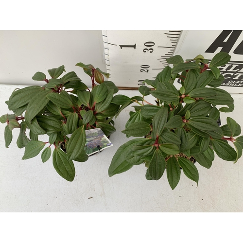 100 - TWO VIBURNUM DAVIDII IN 2 LTR POTS. HAS VIBRANT BLACK BERRIES IN SUMMER. APPROX 40CM IN HEIGHT TO BE... 