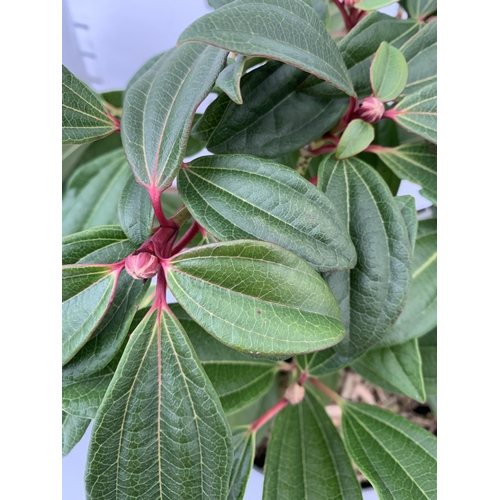 100 - TWO VIBURNUM DAVIDII IN 2 LTR POTS. HAS VIBRANT BLACK BERRIES IN SUMMER. APPROX 40CM IN HEIGHT TO BE... 