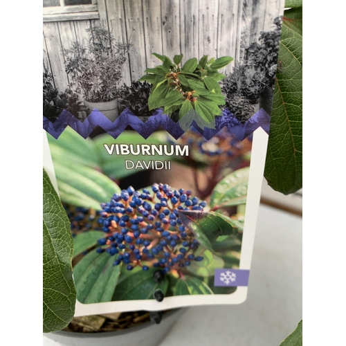 100 - TWO VIBURNUM DAVIDII IN 2 LTR POTS. HAS VIBRANT BLACK BERRIES IN SUMMER. APPROX 40CM IN HEIGHT TO BE... 