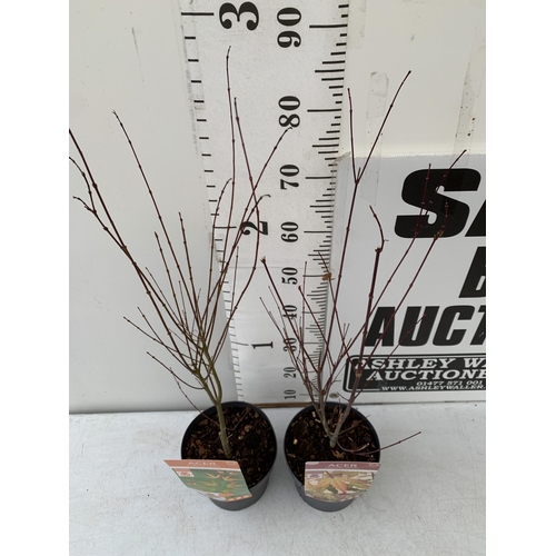 102 - TWO ACER PALMATUMS 'WILSONS PINK DWARF' AND 'RED WINE' IN 3 LTR POTS. APPROX 90-100CM IN HEIGHT TO B... 