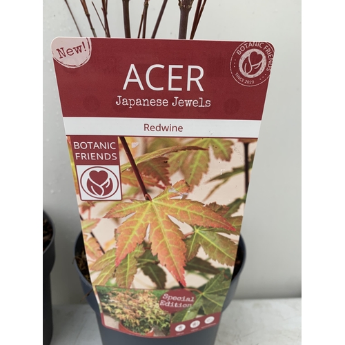 102 - TWO ACER PALMATUMS 'WILSONS PINK DWARF' AND 'RED WINE' IN 3 LTR POTS. APPROX 90-100CM IN HEIGHT TO B... 