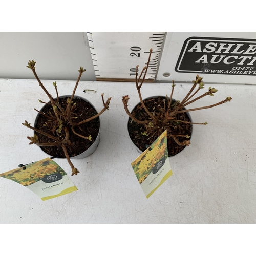 103 - TWO AZALEA MOLLIS  'LUTEUM' IN YELLOW IN 2 LTR POTS. IN BUD APPROX 40CM IN HEIGHT TO BE SOLD FOR THE... 