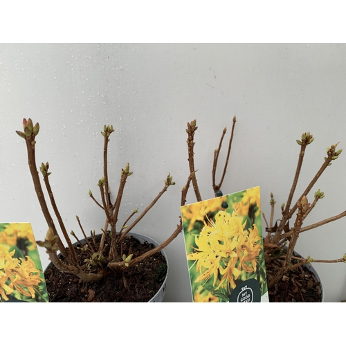 103 - TWO AZALEA MOLLIS  'LUTEUM' IN YELLOW IN 2 LTR POTS. IN BUD APPROX 40CM IN HEIGHT TO BE SOLD FOR THE... 