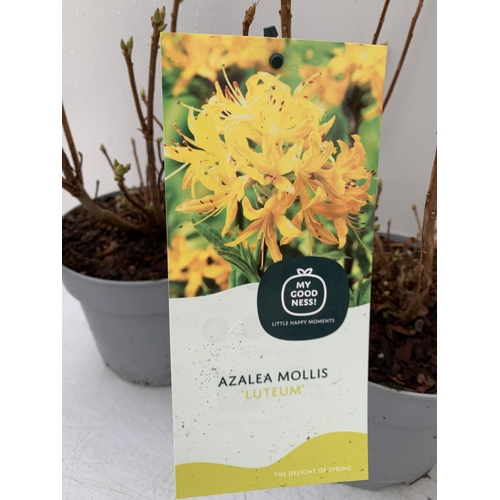 103 - TWO AZALEA MOLLIS  'LUTEUM' IN YELLOW IN 2 LTR POTS. IN BUD APPROX 40CM IN HEIGHT TO BE SOLD FOR THE... 