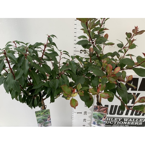 104 - TWO STANDARD TREES - ONE PRUNUS LUSITANICA 'ANGUSTIFOLIA' AND ONE PHOTINIA FRASERI 'RED ROBIN'. IN 3... 