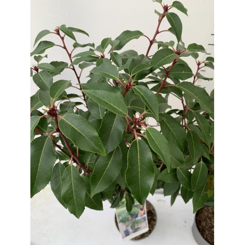 104 - TWO STANDARD TREES - ONE PRUNUS LUSITANICA 'ANGUSTIFOLIA' AND ONE PHOTINIA FRASERI 'RED ROBIN'. IN 3... 