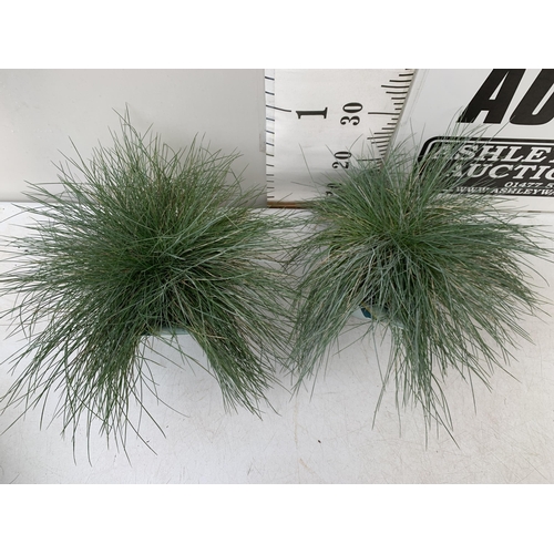 106 - TWO FESTUCA GLAUCA 'INTENSE BLUE' GRASSES IN 2 LTR POTS. APPROX 30-40CM IN HEIGHT, TO BE SOLD FOR TH... 