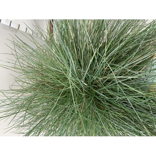 106 - TWO FESTUCA GLAUCA 'INTENSE BLUE' GRASSES IN 2 LTR POTS. APPROX 30-40CM IN HEIGHT, TO BE SOLD FOR TH... 