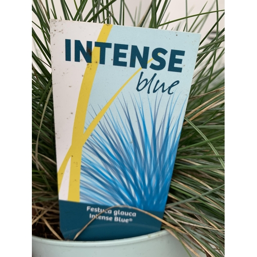 106 - TWO FESTUCA GLAUCA 'INTENSE BLUE' GRASSES IN 2 LTR POTS. APPROX 30-40CM IN HEIGHT, TO BE SOLD FOR TH... 