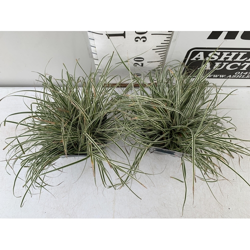 107 - TWO CAREX 'EVEREST' ORNAMENTAL GRASSES IN 2 LTR POTS. APPROX 30-40CM IN HEIGHT TO BE SOLD FOR THE TW... 