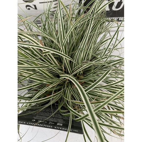 107 - TWO CAREX 'EVEREST' ORNAMENTAL GRASSES IN 2 LTR POTS. APPROX 30-40CM IN HEIGHT TO BE SOLD FOR THE TW... 