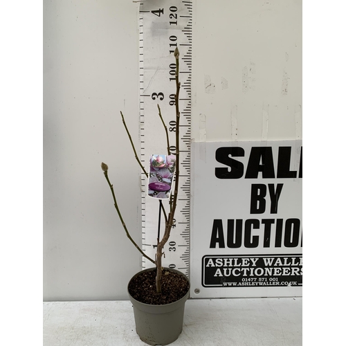 110 - ONE MAGNOLIA 'CAMEO' IN LIGHT PINK/ PURPLE. APPROX 110CM TALL, IN BUD, IN A 5 LTR POT.