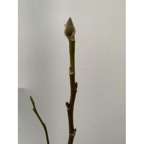 110 - ONE MAGNOLIA 'CAMEO' IN LIGHT PINK/ PURPLE. APPROX 110CM TALL, IN BUD, IN A 5 LTR POT.