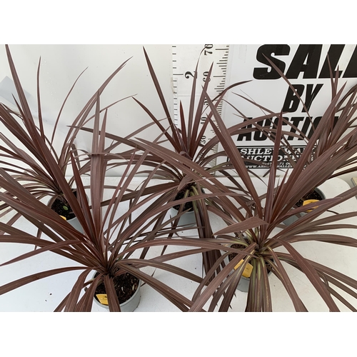 123 - FIVE CORDYLINE AUSTRALIS REDSTAR 80CM - 90CM TALL , IN 3 LTR POTS TO BE SOLD FOR THE FIVE