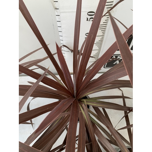 123 - FIVE CORDYLINE AUSTRALIS REDSTAR 80CM - 90CM TALL , IN 3 LTR POTS TO BE SOLD FOR THE FIVE