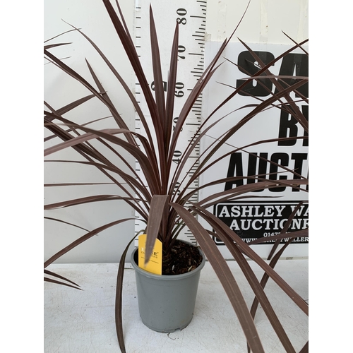 123 - FIVE CORDYLINE AUSTRALIS REDSTAR 80CM - 90CM TALL , IN 3 LTR POTS TO BE SOLD FOR THE FIVE