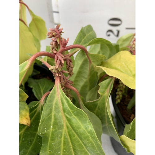 128 - TWO PACHYSANDRA AXILLARIS 'GREAT COVER' IN 2 LTR POTS APPROX 30CM IN HEIGHT TO BE SOLD FOR THE TWO