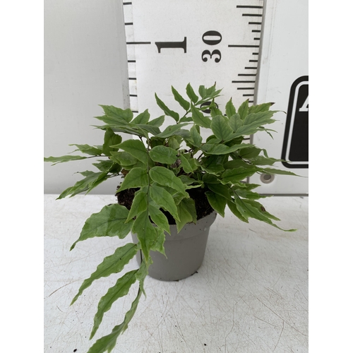 131 - FIVE CYRTOMIUM FERNS IN 10CM POTS. APPROX 20-30CM IN HEIGHT. TO BE SOLD FOR THE FIVE