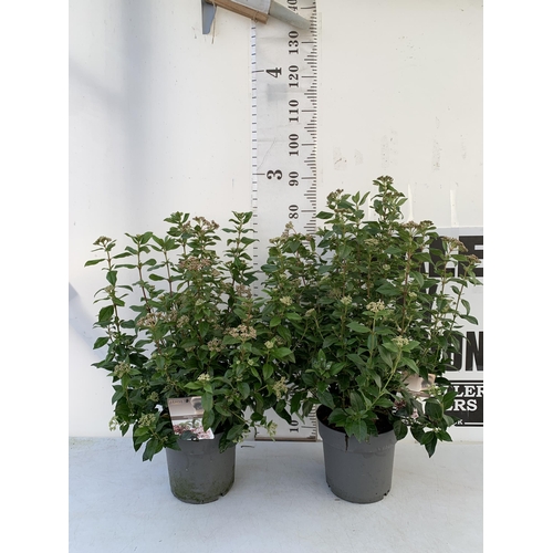 132 - TWO LARGE VIBURNUM TINUS SENSE IN BUD -IN 5 LTR POTS. APPROX 80- 90CM IN HEIGHT. TO BE SOLD FOR THE ... 