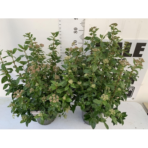 132 - TWO LARGE VIBURNUM TINUS SENSE IN BUD -IN 5 LTR POTS. APPROX 80- 90CM IN HEIGHT. TO BE SOLD FOR THE ... 