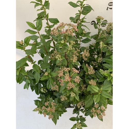 132 - TWO LARGE VIBURNUM TINUS SENSE IN BUD -IN 5 LTR POTS. APPROX 80- 90CM IN HEIGHT. TO BE SOLD FOR THE ... 