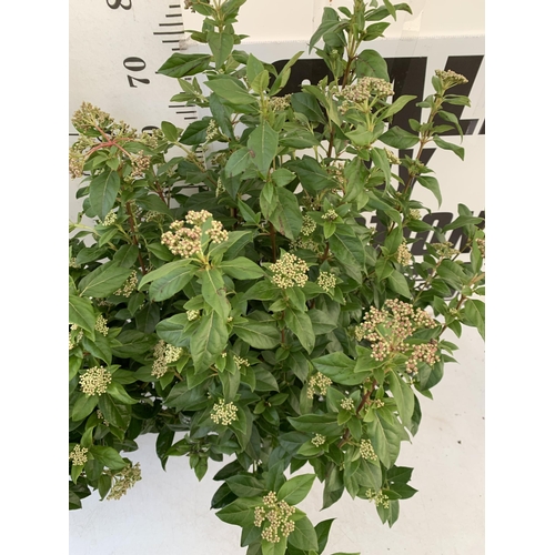 132 - TWO LARGE VIBURNUM TINUS SENSE IN BUD -IN 5 LTR POTS. APPROX 80- 90CM IN HEIGHT. TO BE SOLD FOR THE ... 