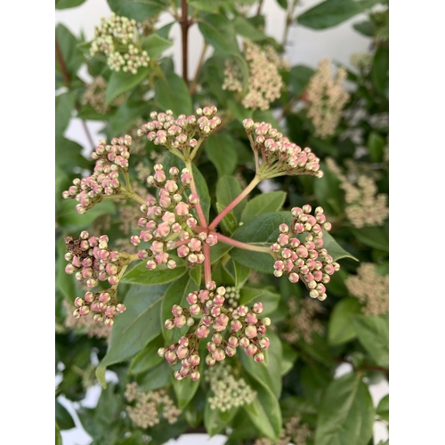 132 - TWO LARGE VIBURNUM TINUS SENSE IN BUD -IN 5 LTR POTS. APPROX 80- 90CM IN HEIGHT. TO BE SOLD FOR THE ... 