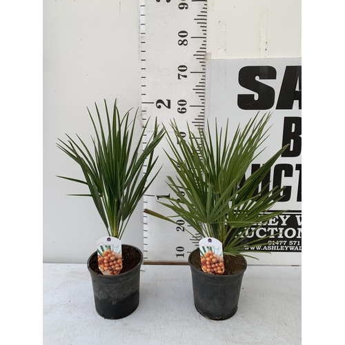 138 - TWO CHAMAEROPS HUMILIS PLANTS IN 2 LTR POTS. APPROX 60CM IN HEIGHT TO BE SOLD FOR THE TWO