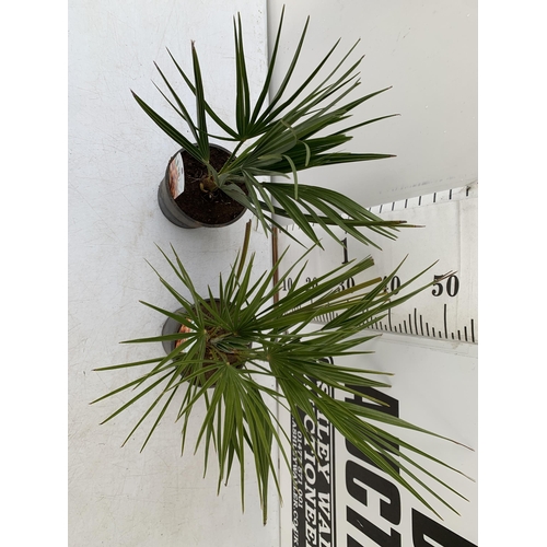 138 - TWO CHAMAEROPS HUMILIS PLANTS IN 2 LTR POTS. APPROX 60CM IN HEIGHT TO BE SOLD FOR THE TWO