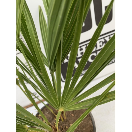 138 - TWO CHAMAEROPS HUMILIS PLANTS IN 2 LTR POTS. APPROX 60CM IN HEIGHT TO BE SOLD FOR THE TWO