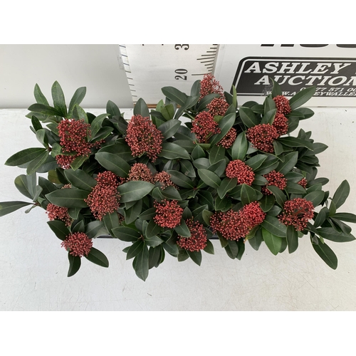 142 - TWELVE RED SKIMMIA JAPONICA 'GODRIE'S DWARF' IN 1.5 LTR POTS ON TWO TRAYS. APPROX 30CM IN HEIGHT TO ... 