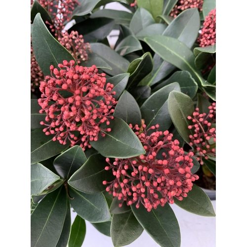 142 - TWELVE RED SKIMMIA JAPONICA 'GODRIE'S DWARF' IN 1.5 LTR POTS ON TWO TRAYS. APPROX 30CM IN HEIGHT TO ... 