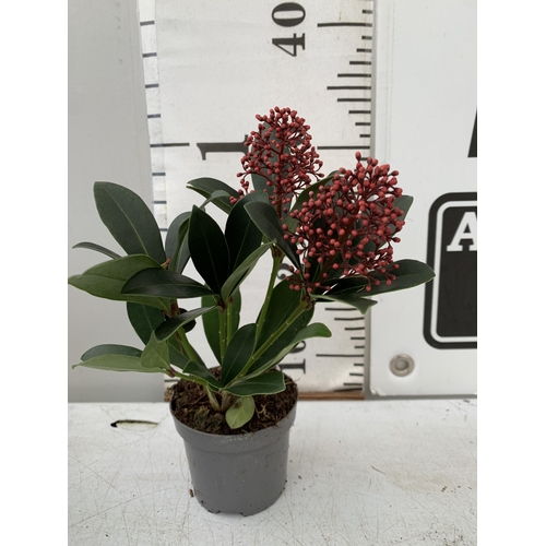 142 - TWELVE RED SKIMMIA JAPONICA 'GODRIE'S DWARF' IN 1.5 LTR POTS ON TWO TRAYS. APPROX 30CM IN HEIGHT TO ... 