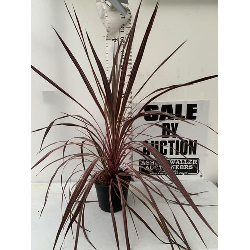 15 - ONE LARGE ELECTRIC PINK CORDYLINE IN A 7 LTR POT. APPROX 130CM TALL