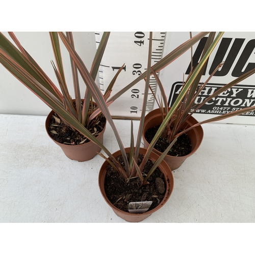 153 - THREE PHORMIUM TENAX ' RAINBOW QUEEN' IN 3 LTR POTS. APPROX 50-90CM IN HEIGHT TO BE SOLD FOR THE THR... 