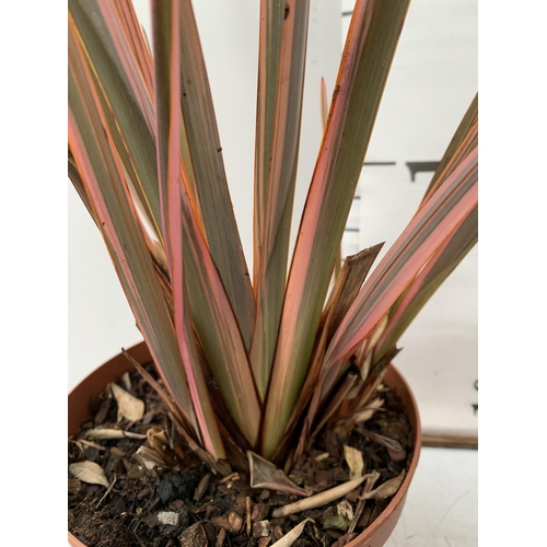 153 - THREE PHORMIUM TENAX ' RAINBOW QUEEN' IN 3 LTR POTS. APPROX 50-90CM IN HEIGHT TO BE SOLD FOR THE THR... 