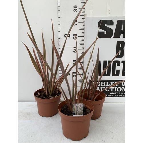 153 - THREE PHORMIUM TENAX ' RAINBOW QUEEN' IN 3 LTR POTS. APPROX 50-90CM IN HEIGHT TO BE SOLD FOR THE THR... 