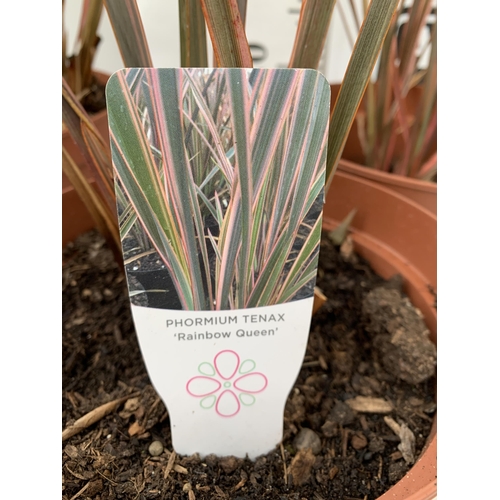 153 - THREE PHORMIUM TENAX ' RAINBOW QUEEN' IN 3 LTR POTS. APPROX 50-90CM IN HEIGHT TO BE SOLD FOR THE THR... 