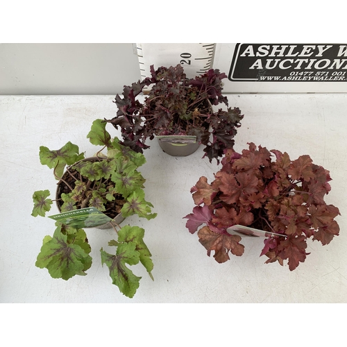 16 - THREE VARIOUS HEUCHERA TO INCLUDE ART NOUVEAU, BLACK BEAUTY AND CRANBERRY. IN TWO LITRE POTS 30-40CM... 