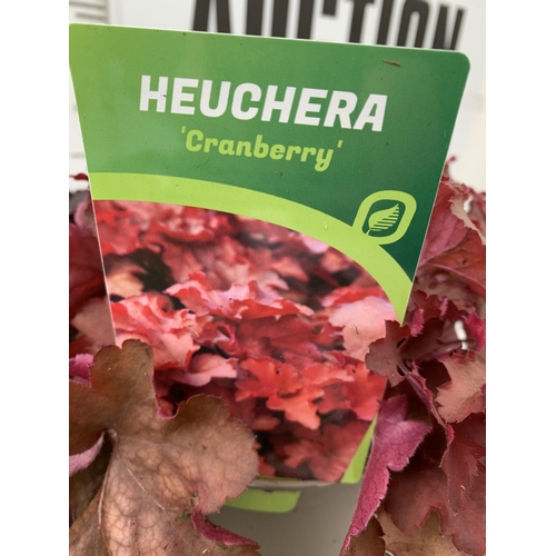 16 - THREE VARIOUS HEUCHERA TO INCLUDE ART NOUVEAU, BLACK BEAUTY AND CRANBERRY. IN TWO LITRE POTS 30-40CM... 