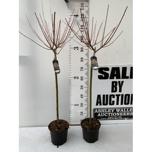 160 - TWO SALIX INTEGRA HAKURO- NISHIKI IN 3 LTR POTS. APPROX 130CM IN HEIGHT TO BE SOLD FOR THE TWO