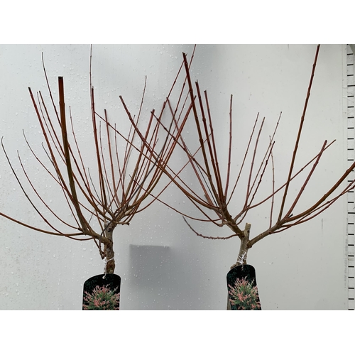 160 - TWO SALIX INTEGRA HAKURO- NISHIKI IN 3 LTR POTS. APPROX 130CM IN HEIGHT TO BE SOLD FOR THE TWO