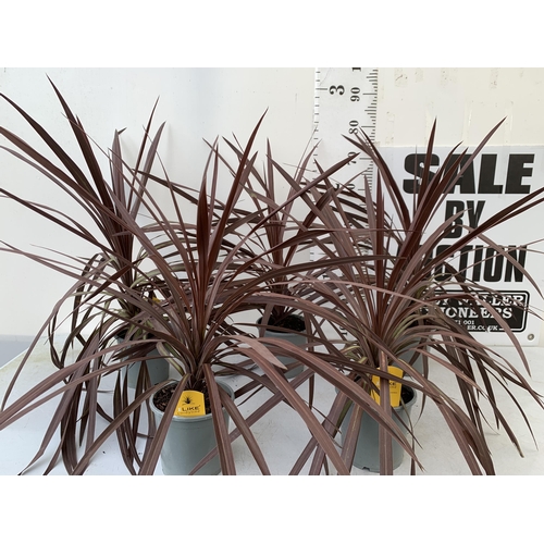 19 - FIVE CORDYLINE AUSTRALIS REDSTAR 80CM - 90CM TALL , IN 3 LTR POTS TO BE SOLD FOR THE FIVE