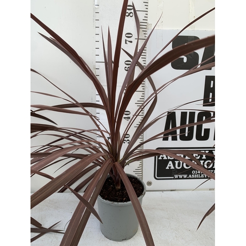 19 - FIVE CORDYLINE AUSTRALIS REDSTAR 80CM - 90CM TALL , IN 3 LTR POTS TO BE SOLD FOR THE FIVE